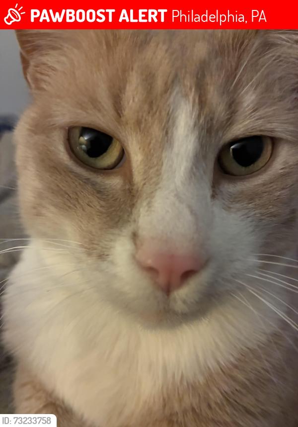 Lost Male Cat last seen Cat is actually black and white but I don’t have a recent photo…Please help me Anyway!, Philadelphia, PA 19104