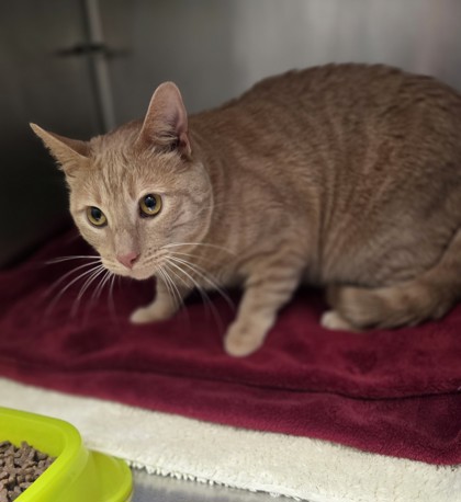 Shelter Stray Male Cat last seen , , CA, 1101 29th Ave, Oakland, CA 94601, USA