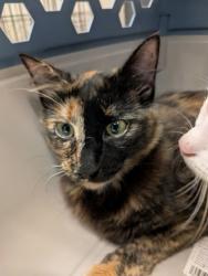 Shelter Stray Female Cat last seen Near Piedmont Ave NE (Puppy United), Atlanta, GA, 1251 Fulton Industrial Blvd NW, Atlanta, GA 30336, USA