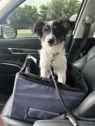 Lost Female Dog last seen Near and Shadeland, Indianapolis, IN 46226