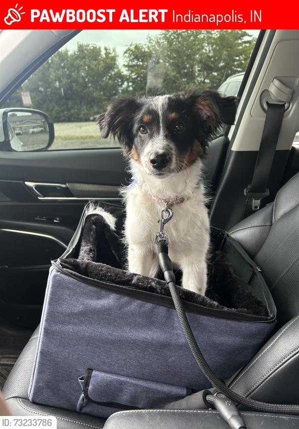 Lost Female Dog last seen Near and Shadeland, Indianapolis, IN 46226