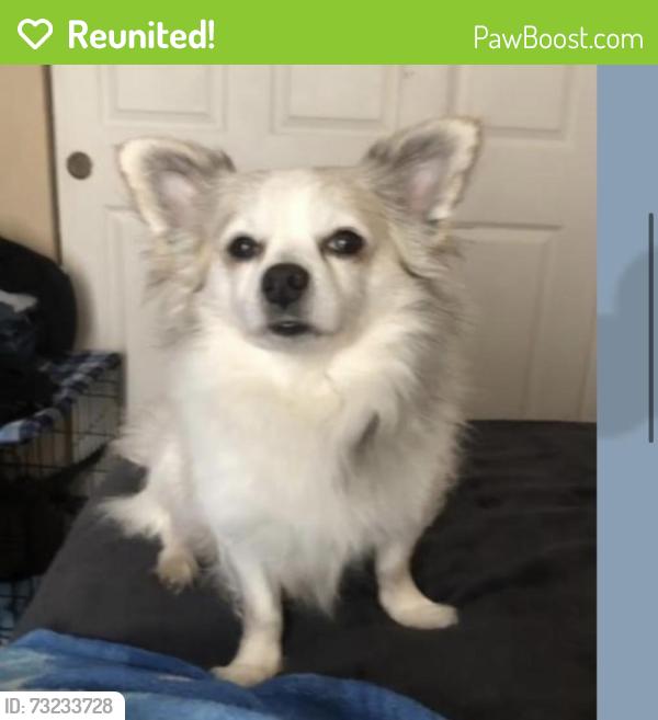 Reunited Male Dog last seen Hogan meadows, Gresham, OR 97080