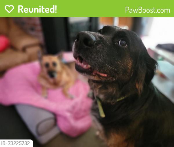 Reunited Male Dog last seen Near 236th St E, Graham, WA 98338, USA, Graham, WA 98338