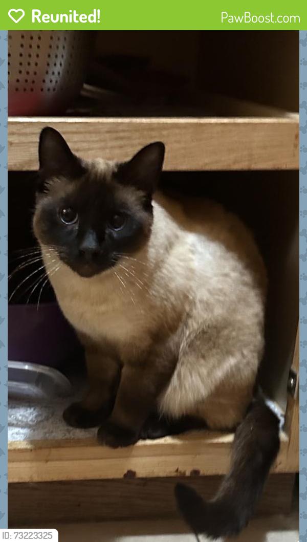 Reunited Male Cat last seen Bowers Ave & Monroe st, Santa Clara, CA 95051