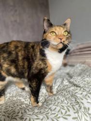 Lost Female Cat last seen Stryd y Ffynnon/Stryd y Felin area of Nefyn, North Wales, Nefyn, Wales LL53 6HW