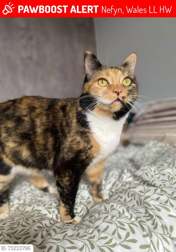 Lost Female Cat last seen Stryd y Ffynnon/Stryd y Felin area of Nefyn, North Wales, Nefyn, Wales LL53 6HW
