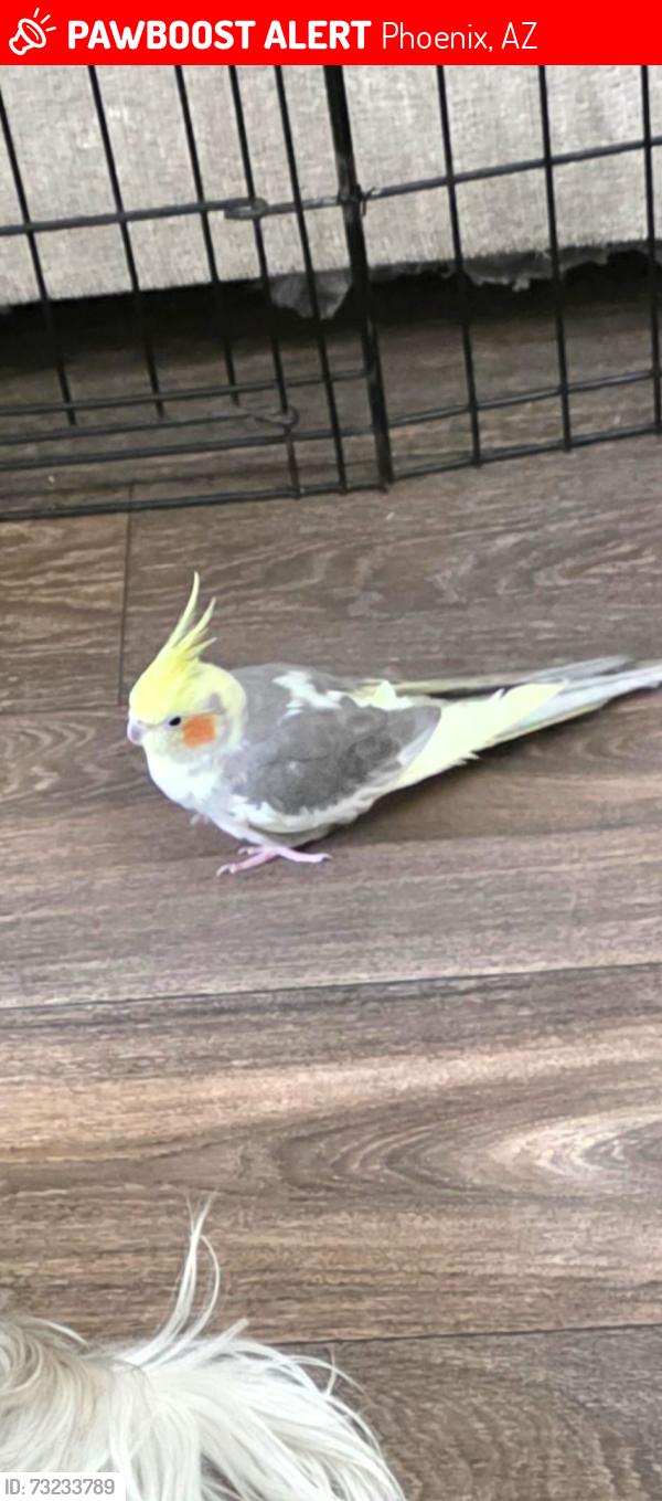 Lost Male Bird last seen BELL RD AND CAVE CREEK, Phoenix, AZ 85022