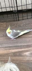 Lost Male Bird last seen BELL RD AND CAVE CREEK, Phoenix, AZ 85022