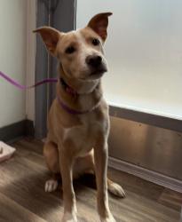 Shelter Stray Male Dog last seen Near Logan Avenue, San Diego, CA, 92113, 5500 Gaines St, San Diego, CA 92110, USA