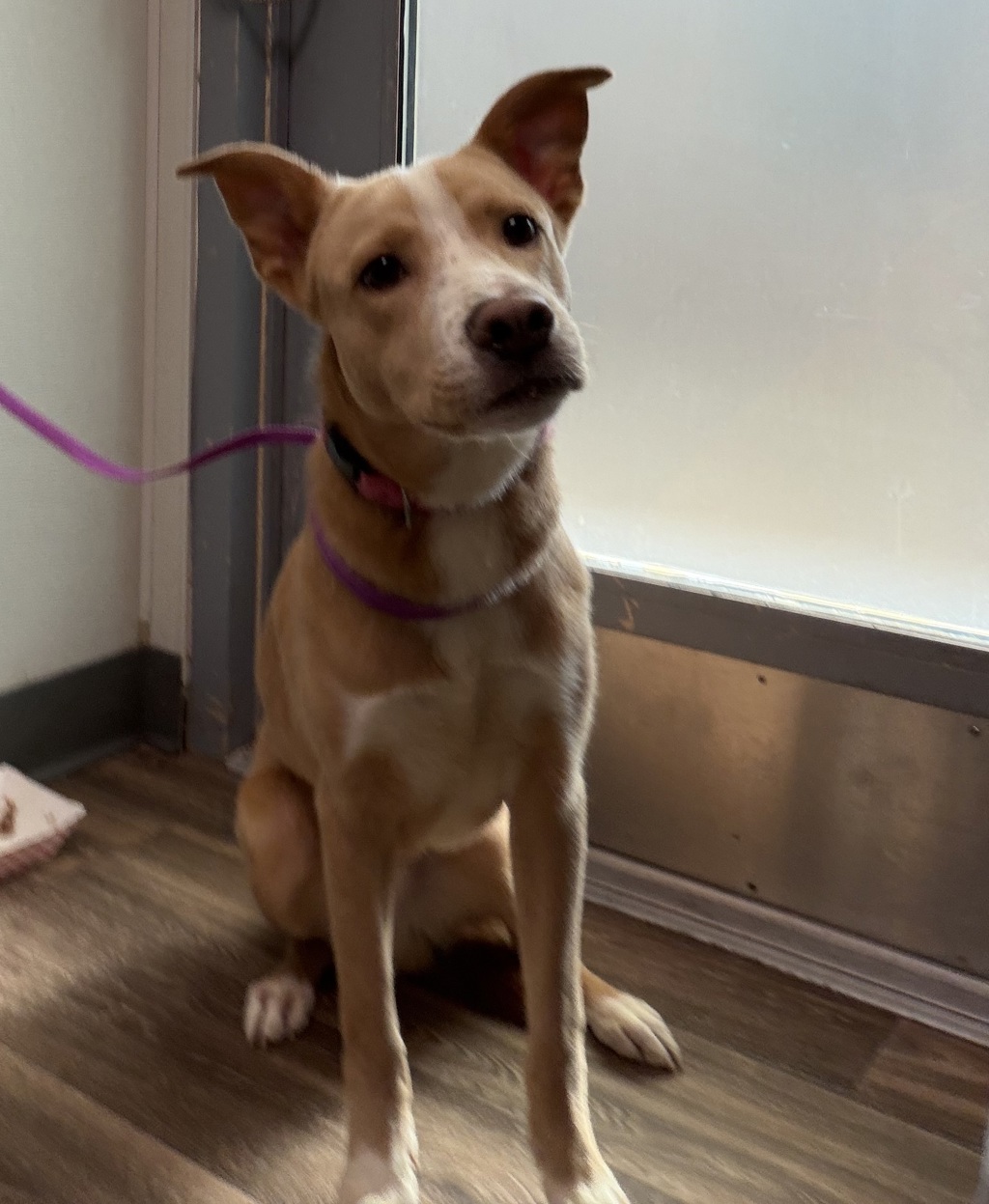 Shelter Stray Male Dog last seen Near Logan Avenue, San Diego, CA, 92113, 5500 Gaines St, San Diego, CA 92110, USA