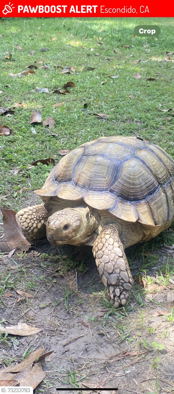 Lost Male Reptile last seen Mount Israel Road near Lake Hodges, Escondido, CA 92029