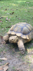 Lost Male Reptile last seen Mount Israel Road near Lake Hodges, Escondido, CA 92029