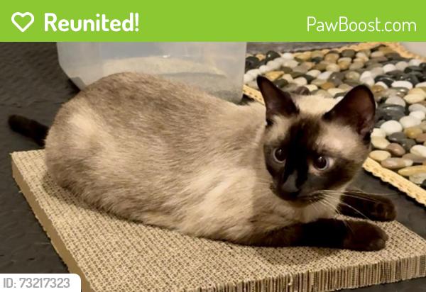 Reunited Male Cat last seen Berryhill Elementary School, Milton, FL 32570