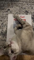Reunited Female Cat last seen Quincy Ave & E 1st Street, Long Beach, CA 90803