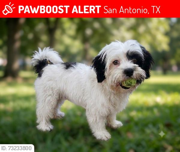 Lost Male Dog last seen Ballard peak San Antonio Tx, San Antonio, TX 78254