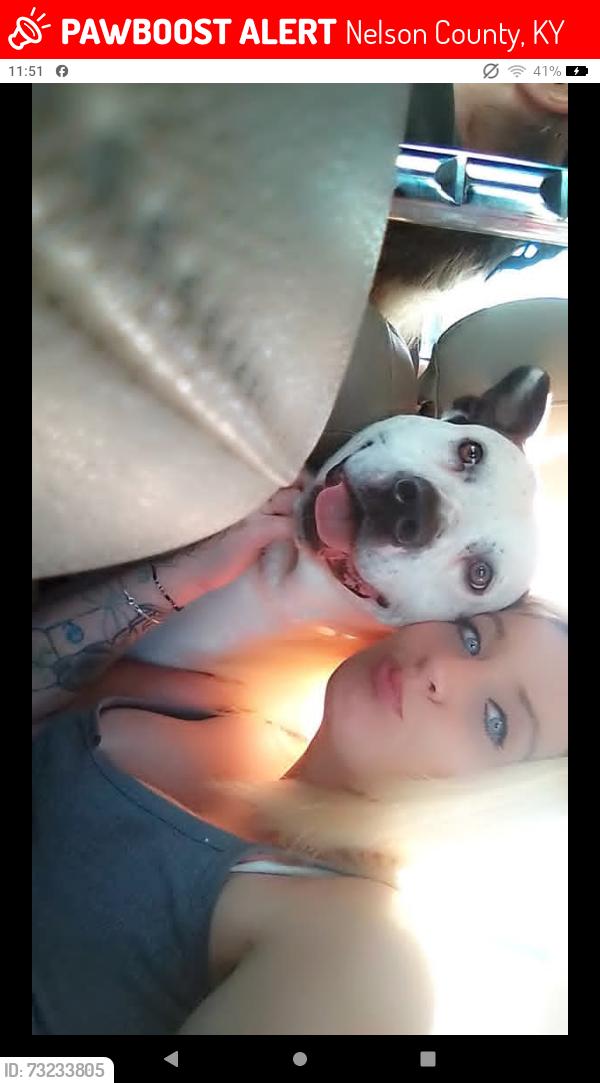 Lost Male Dog last seen Near Potter shop rd Nancy ky, Potter Shop Rd, KY 42544