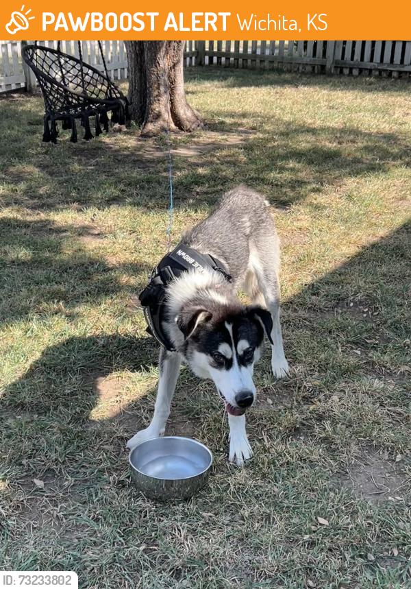Found/Stray Male Dog last seen 135th street, Wichita, KS 67212