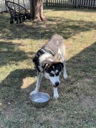 Found/Stray Male Dog last seen 135th street, Wichita, KS 67212