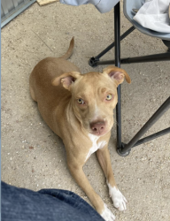 Reunited Female Dog last seen Pearl Ave, Redlands, CA 92373