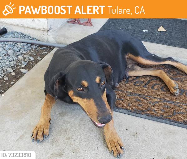 Found/Stray Unknown Dog last seen Tulare CA, Tulare, CA 93274