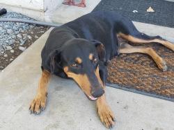 Found/Stray Unknown Dog last seen Tulare CA, Tulare, CA 93274