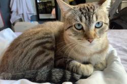 Reunited Male Cat last seen 211th way NE and NE 19th Pl, Sammamish, WA 98074