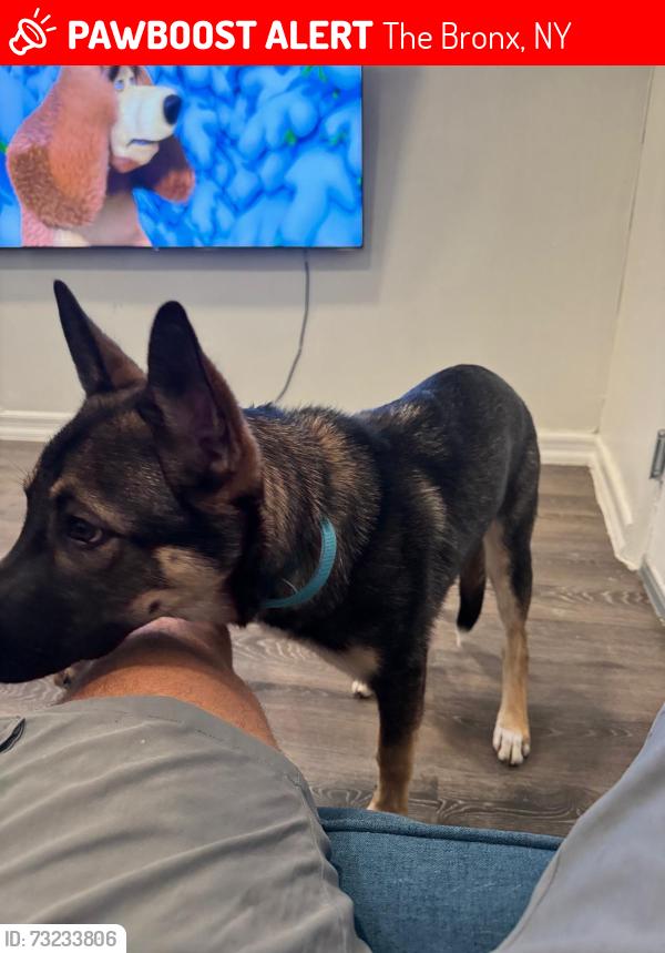 Lost Male Dog last seen Sedgwick Ave, The Bronx, NY 10468