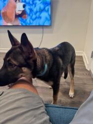 Lost Male Dog last seen Sedgwick Ave, The Bronx, NY 10468