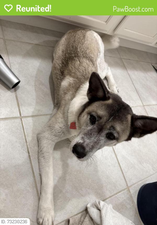 Reunited Female Dog last seen Near disston ave, Clermont, FL 34711
