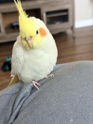 Lost Male Bird last seen S willow ave, Rialto, CA 92376