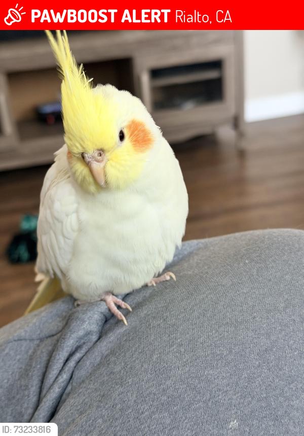Lost Male Bird last seen S willow ave, Rialto, CA 92376