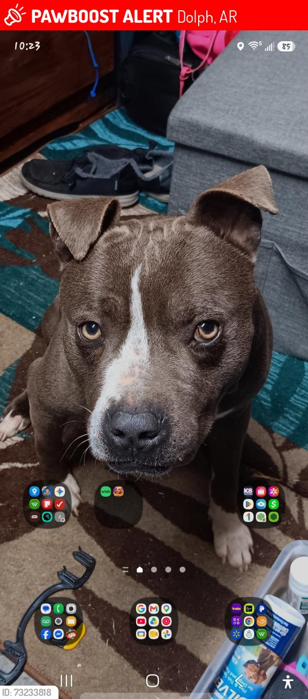 Lost Male Dog last seen rand rodeo down dolph rd, Dolph, AR 72528