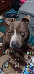 Lost Male Dog last seen rand rodeo down dolph rd, Dolph, AR 72528