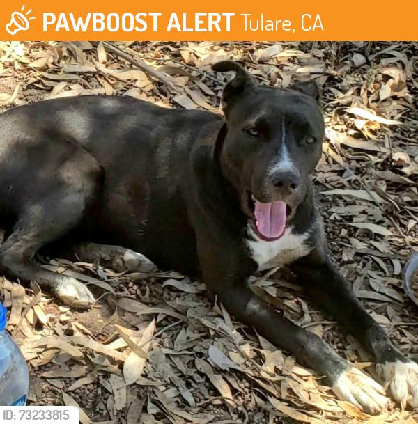 Found/Stray Unknown Dog last seen Tulare CA, Tulare, CA 93274