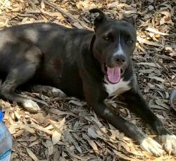 Found/Stray Unknown Dog last seen Tulare CA, Tulare, CA 93274