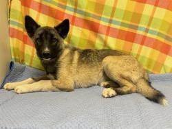 Shelter Stray Female Dog last seen , 38550 Sierra Hwy, Palmdale, CA 93550, USA