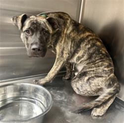 Shelter Stray Male Dog last seen , 38550 Sierra Hwy, Palmdale, CA 93550, USA