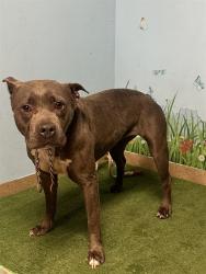 Shelter Stray Female Dog last seen , 38550 Sierra Hwy, Palmdale, CA 93550, USA