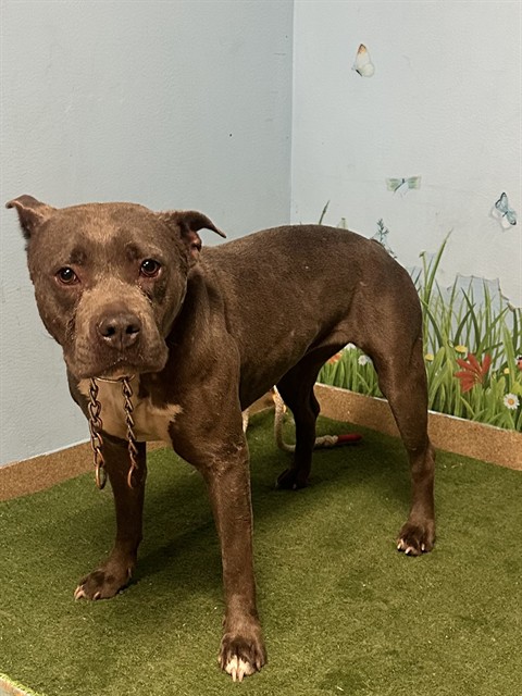 Shelter Stray Female Dog last seen , 38550 Sierra Hwy, Palmdale, CA 93550, USA
