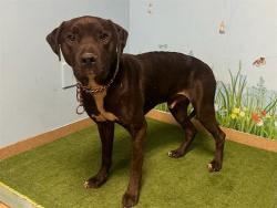 Shelter Stray Male Dog last seen , 38550 Sierra Hwy, Palmdale, CA 93550, USA