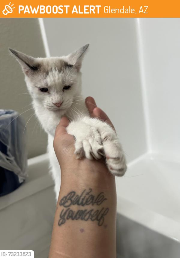 Found/Stray Female Cat last seen Thunderbird and 52st, Glendale, AZ 85306