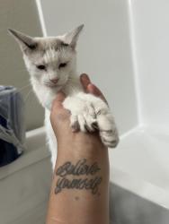 Found/Stray Female Cat last seen Thunderbird and 52st, Glendale, AZ 85306