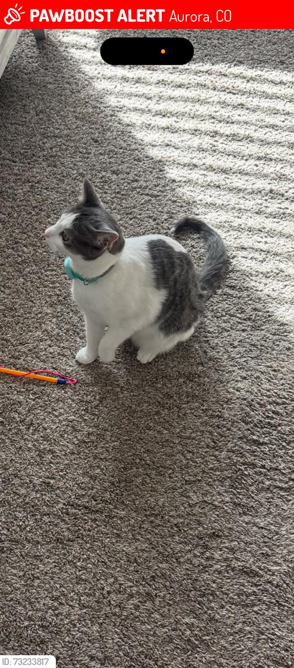 Lost Female Cat last seen E Batavia Dr & Espana St, Aurora, CO 80011