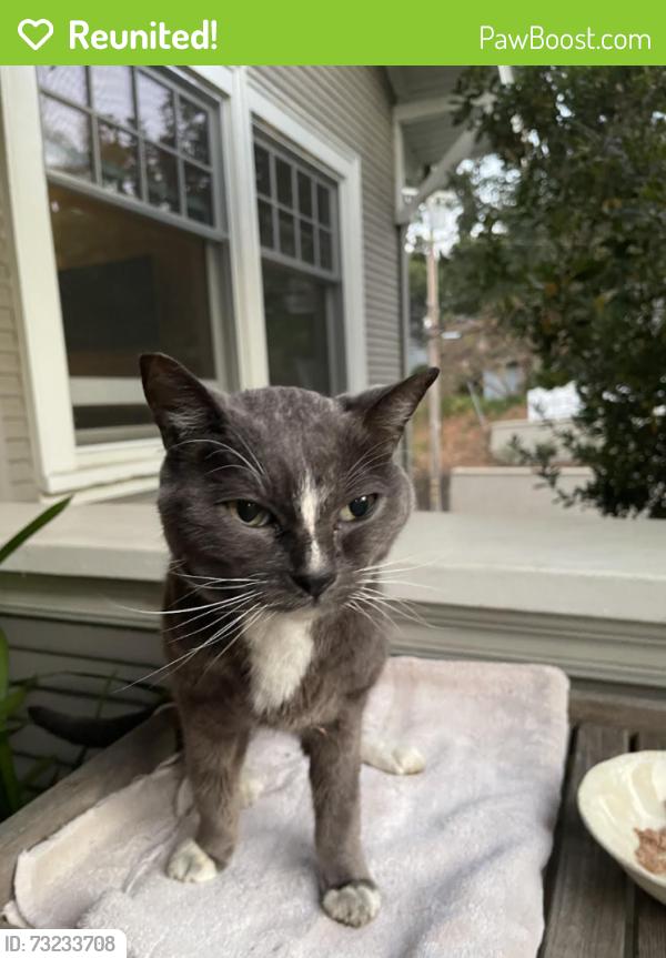 Reunited Unknown Cat last seen Pennsylvania & Glen Ridge Aves, Los Gatos, Los Gatos, CA 95030