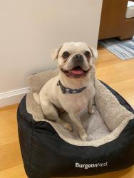 Reunited Male Dog last seen Linda Vista, Belvedere Tiburon, CA 94920