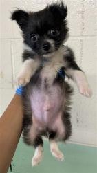 Shelter Stray Male Dog last seen DEL PASO BLVD & TESSA AVE, 2127 Front St, Sacramento, CA 95818, USA