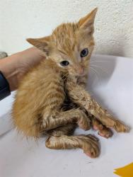 Shelter Stray Male Cat last seen DARDENNE PR, 4850 Mid Rivers Mall Dr, St Peters, MO 63376, USA