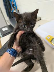 Shelter Stray Female Cat last seen DARDENNE PR, 4850 Mid Rivers Mall Dr, St Peters, MO 63376, USA