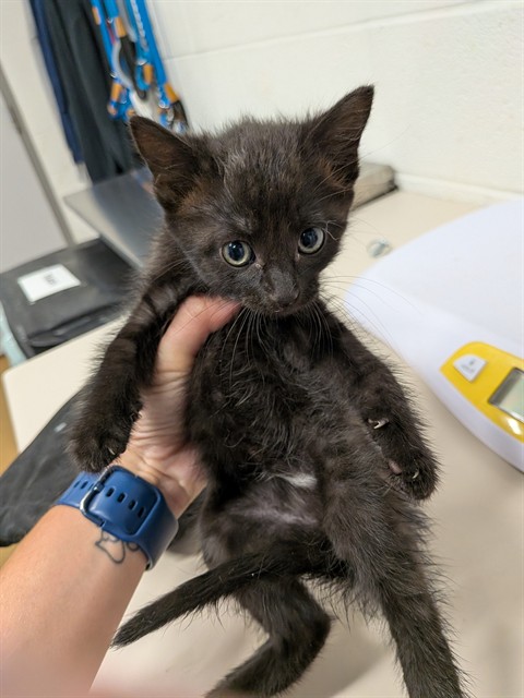 Shelter Stray Female Cat last seen DARDENNE PR, 4850 Mid Rivers Mall Dr, St Peters, MO 63376, USA