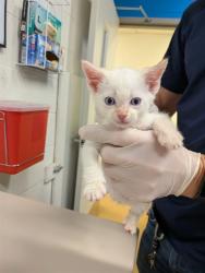 Shelter Stray Male Cat last seen ST CHARLES CO, 4850 Mid Rivers Mall Dr, St Peters, MO 63376, USA